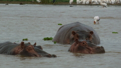 Hippopotamus amphibius