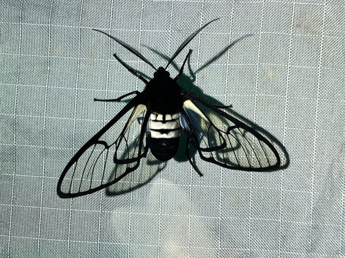 Homoeocera trizona