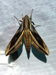 Xylophanes pyrrhus