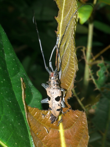 Subspecies Epepeotes plorator celebensis · iNaturalist