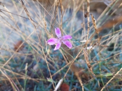 Dianthus lusitanus