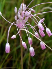 Allium praescissum