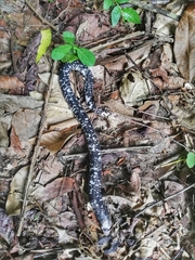 Amphisbaena fuliginosa