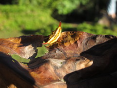 Gasteracantha frontata