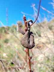 Baizongia pistaciae