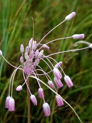 Allium praescissum