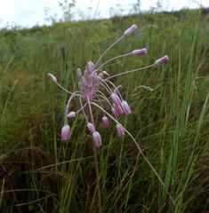 Allium praescissum