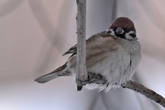 Passer montanus