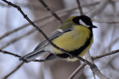 Parus major