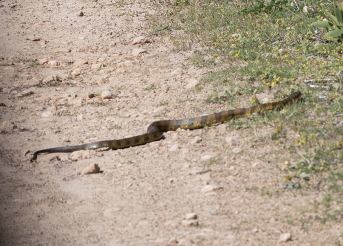 Eastern Tiger Snake sighting
