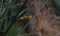 Ploceus castanops