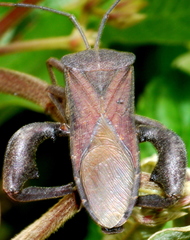 Anoplocnemis phasianus