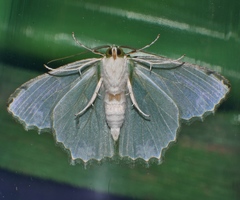 Eucyclodes goniota