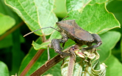 Anoplocnemis phasianus