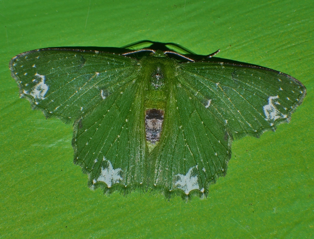Eucyclodes goniota