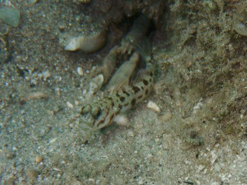 Psilogobius mainlandi observed 2025-10-31