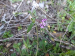 Silene colorata