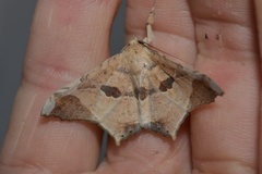 Semiothisops macariata