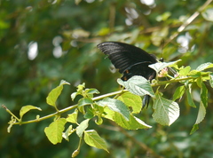 Papilio ascalaphus
