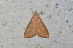 Ecpyrrhorrhoe damastesalis