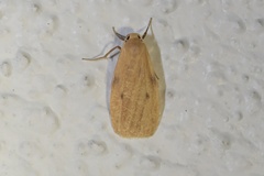 Paralithosia shaowuica