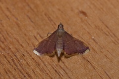 Endotricha mesenterialis