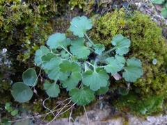 Saxifraga granulata
