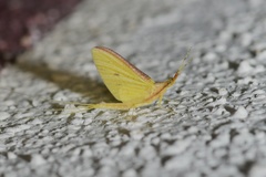 Potamanthus formosus
