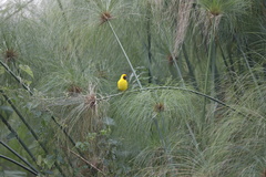 Ploceus castanops