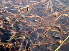 Potamogeton compressus