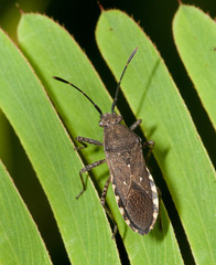 Catorhintha guttula