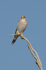 Falco chicquera