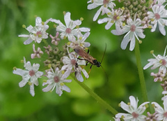 Tryphoninae