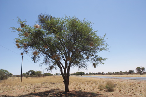Camel Thorn