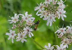 Tryphoninae