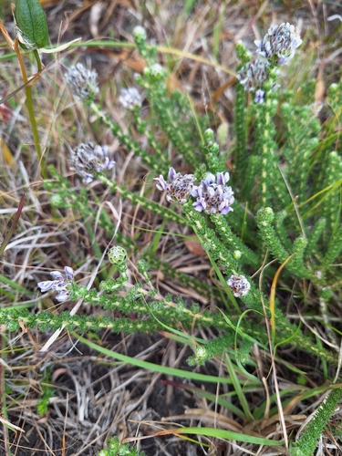 Globe Capegorse (Aspalathus globulosa)