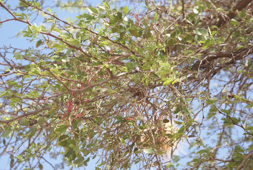Namnambush