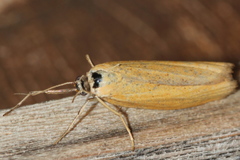 Pediasia luteella