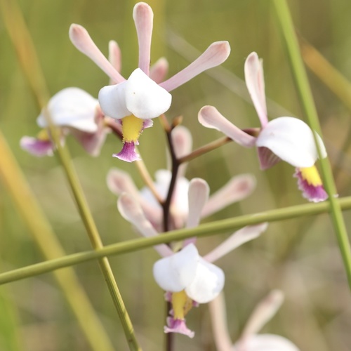 Eulophia caricifolia