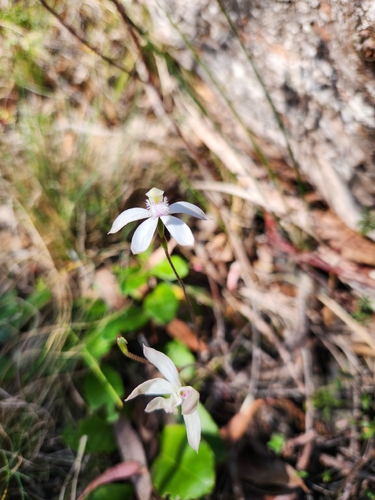 Spicy caps (Caladenia dimorpha)