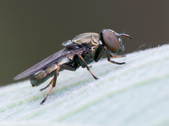Orthonevra geniculata