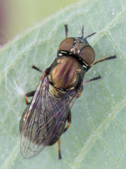 Orthonevra geniculata