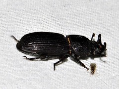 Nigidius delegorguei