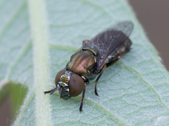 Orthonevra geniculata