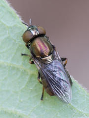 Orthonevra geniculata
