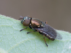 Orthonevra geniculata