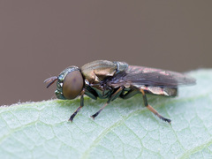 Orthonevra geniculata