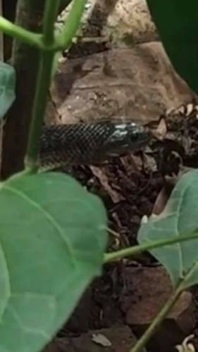 Yunnan Olive Keelback