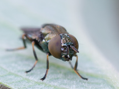 Orthonevra geniculata
