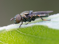 Orthonevra geniculata